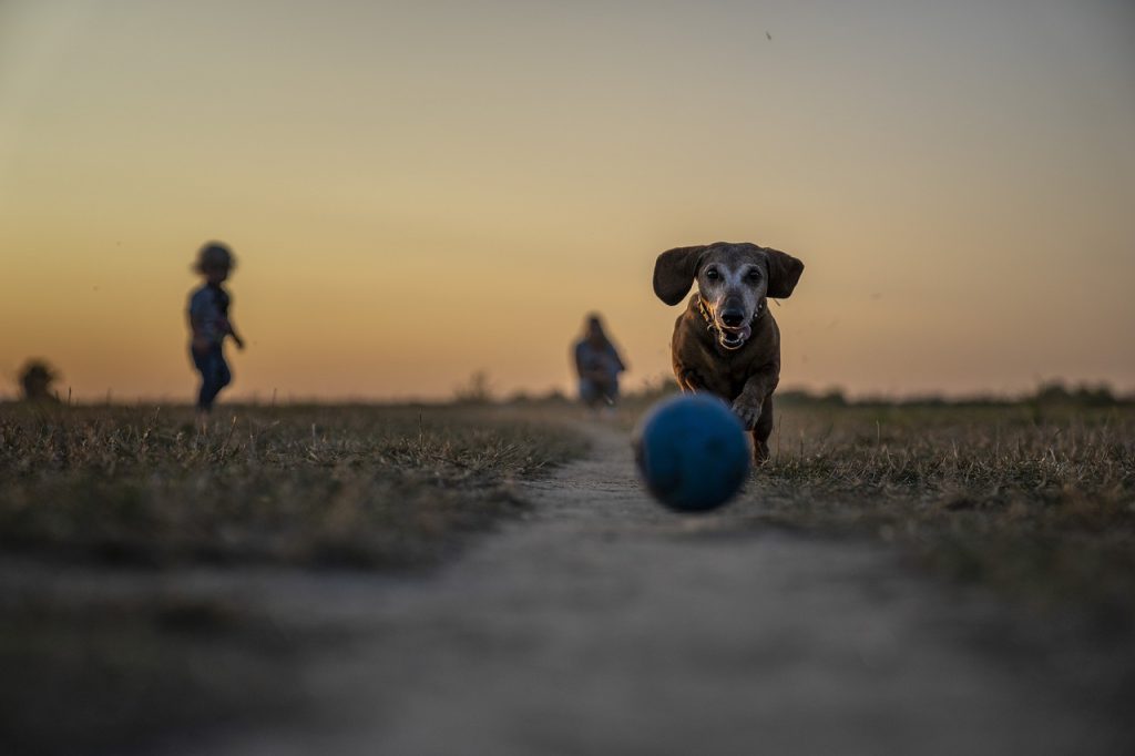 Dachshund chasing a blue ball at sunset with a child in the background on a grassy field